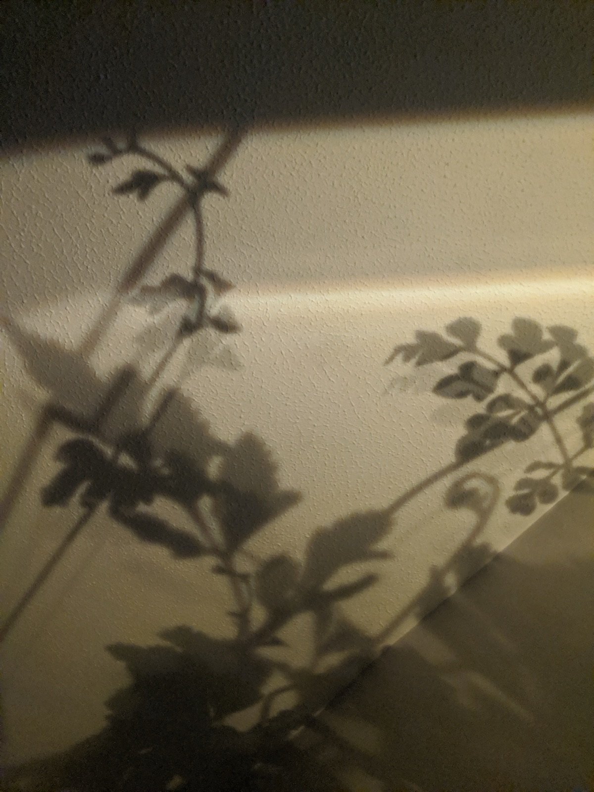daily poetics